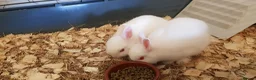 Netherland Dwarf rabbits for sale: Pure netherland dwarfs from BRCregistered parents in Pontypridd - Advert 4