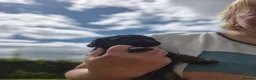 Toy Poodle dogs for sale: Stunning Phantom Toy Poodles  - Advert 6