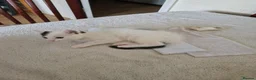 Mixed Breed cats for sale: Adorable kittens for sale  - Advert 18
