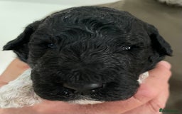 Saint Bernard dogs for sale: St Berdoodle (Saint Bernard standard Poodle) - Image 11