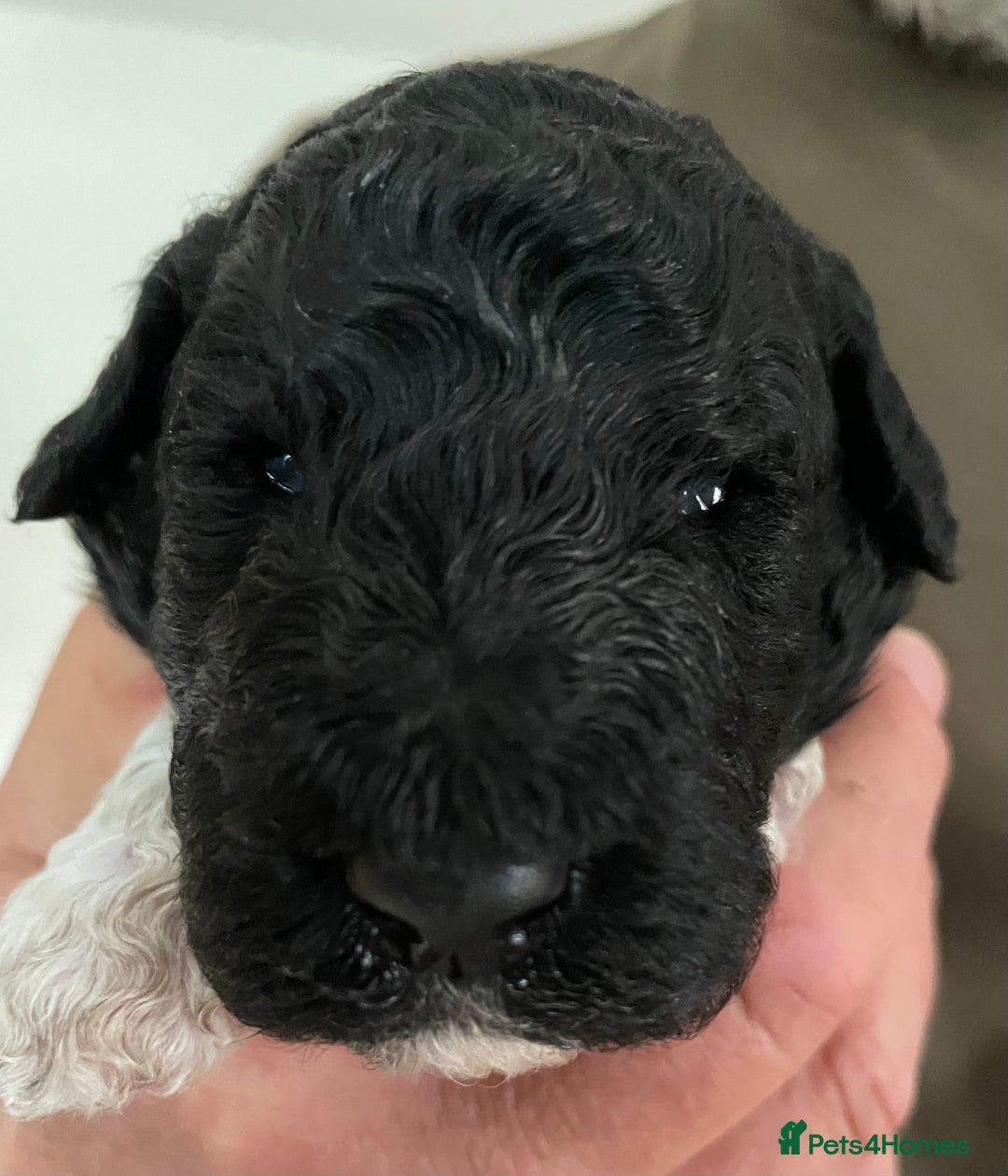 Saint Bernard dogs for sale: St Berdoodle (Saint Bernard standard Poodle) - Image 11