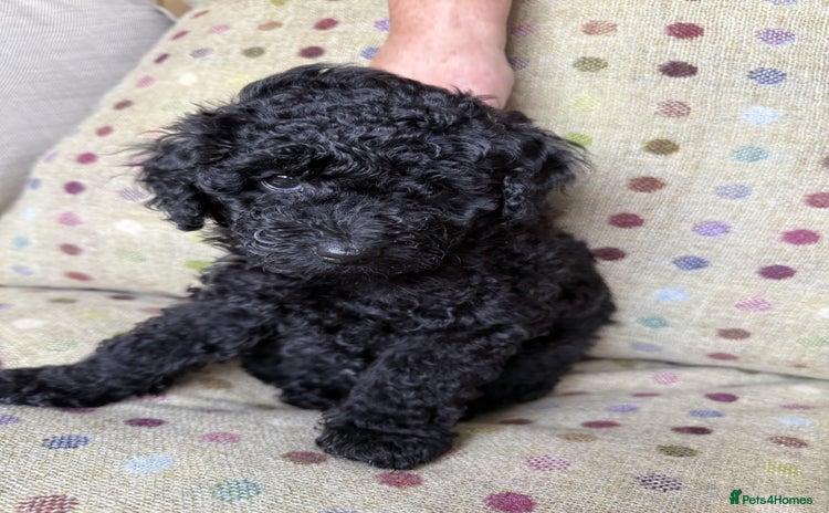 Toy Poodle dogs - Advert 11