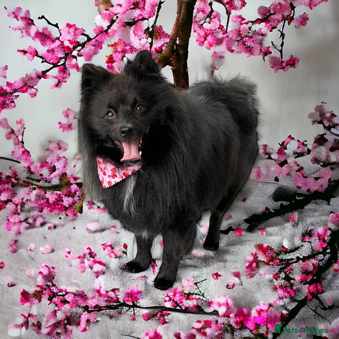 Pomeranian dogs for stud: Pomeranian stud *proven*  in Weston-super-Mare - Advert 2