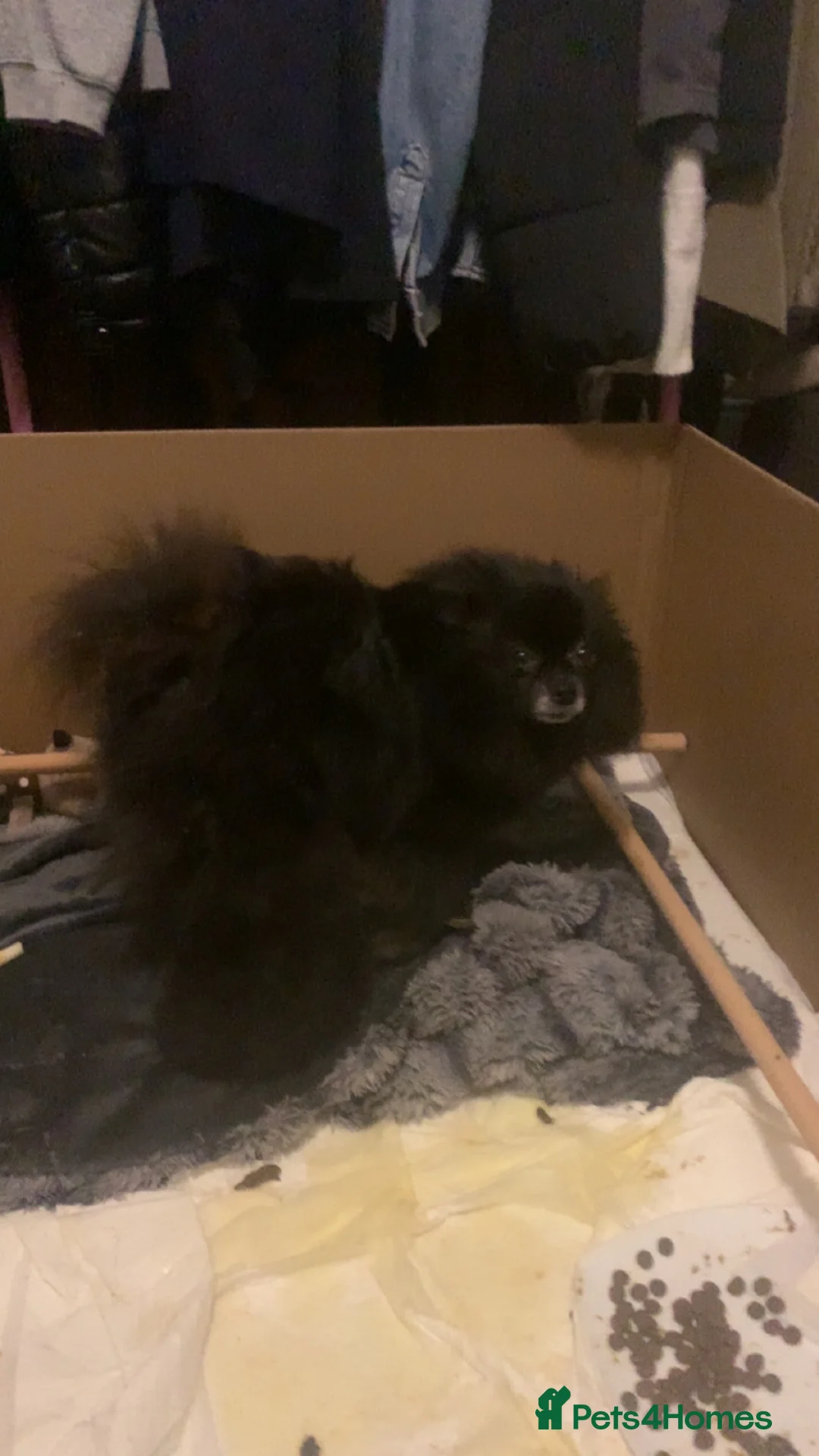 Pomeranian dogs for sale: Pomeranian boys  in Leeds - Advert 1