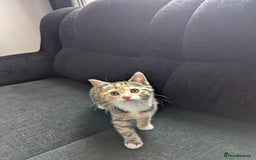 Manx cats for sale: Manx/Calico kittens for sale  - Image 2