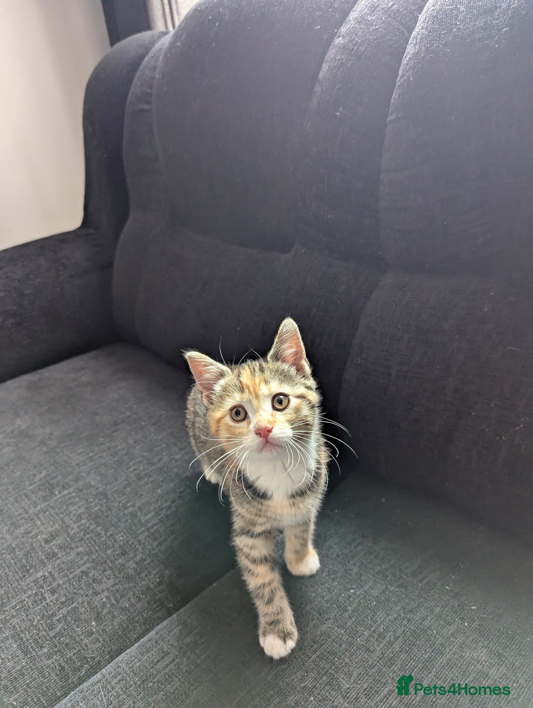 Manx cats for sale: Manx/Calico kittens for sale  - Image 2