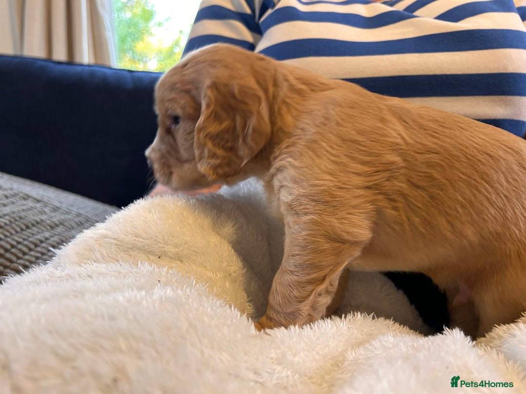 Cocker Spaniel dogs for sale: Beautiful working cocker spaniel puppies  - Image 12