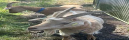 Goats livestock for sale: Registered Royal Guernsey Goats - Advert 4