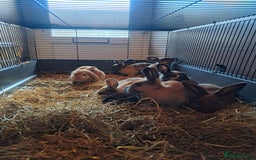Mixed Breed rabbits for sale: Gorgeous litter of lop x bunnies  - Image 10