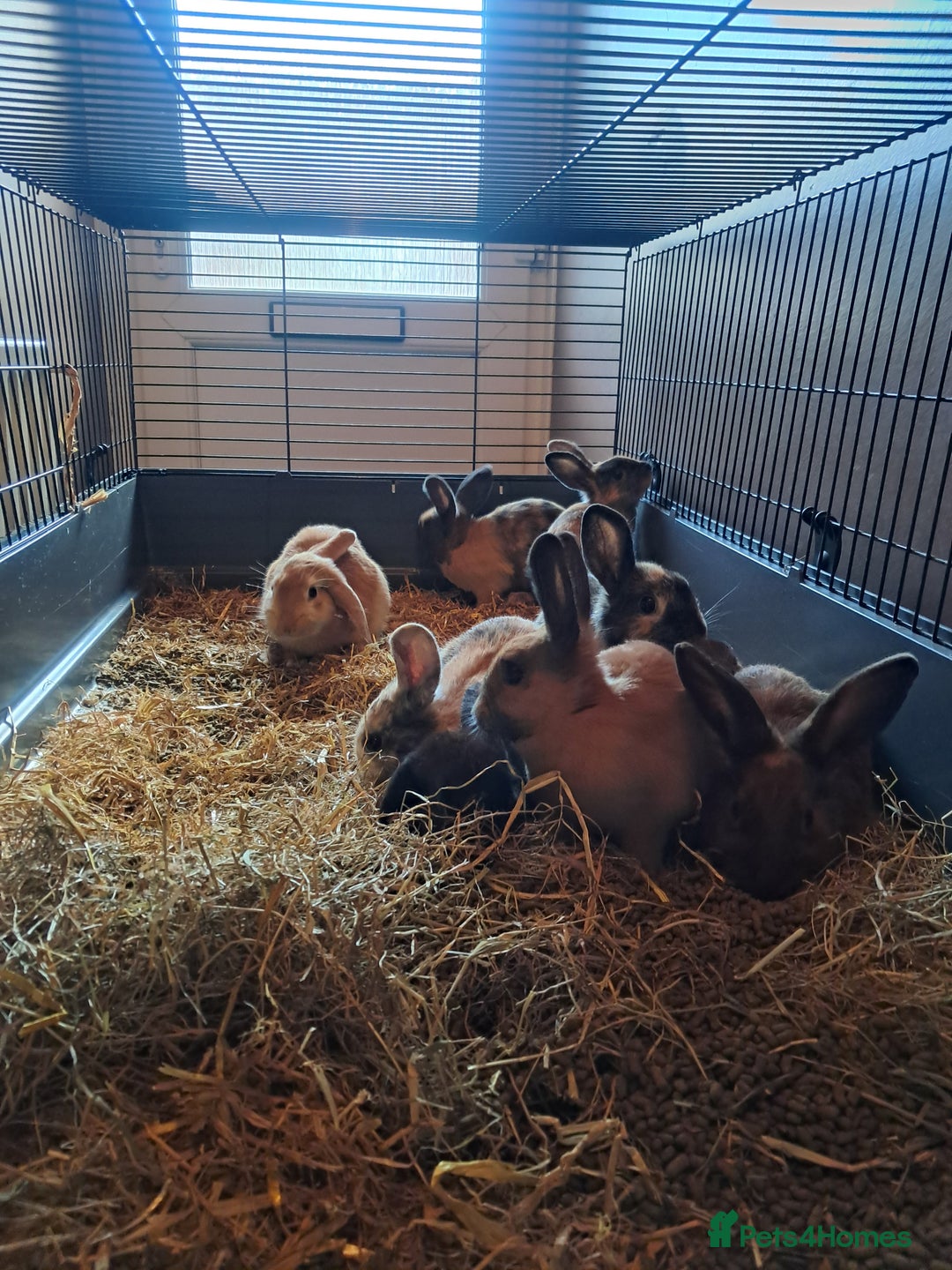 Mixed Breed rabbits for sale: Gorgeous litter of lop x bunnies  - Image 10