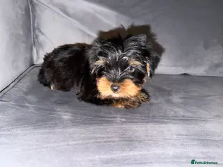 Yorkshire Terrier dogs 🌸 Stunning Yorkshire terrier puppies available 🌸 - Advert 3