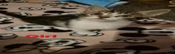 Mixed Breed cats for sale: Kittens - Advert 7