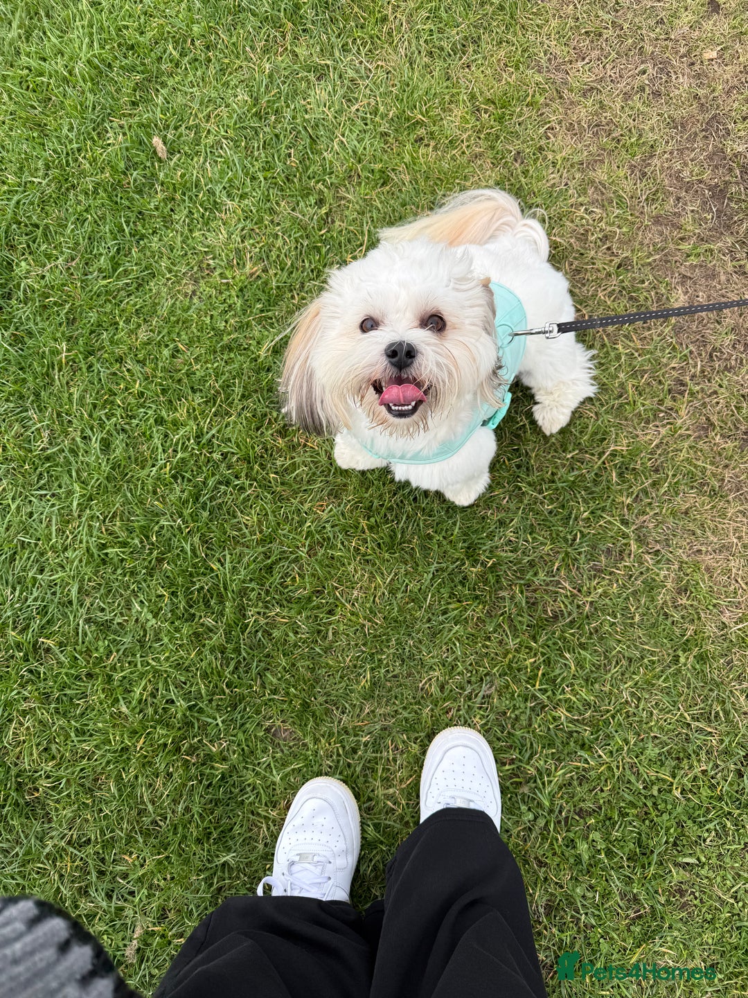 Lhasa Apso dogs for stud: KC Registered Lhasa Apso Stud - Advert 3