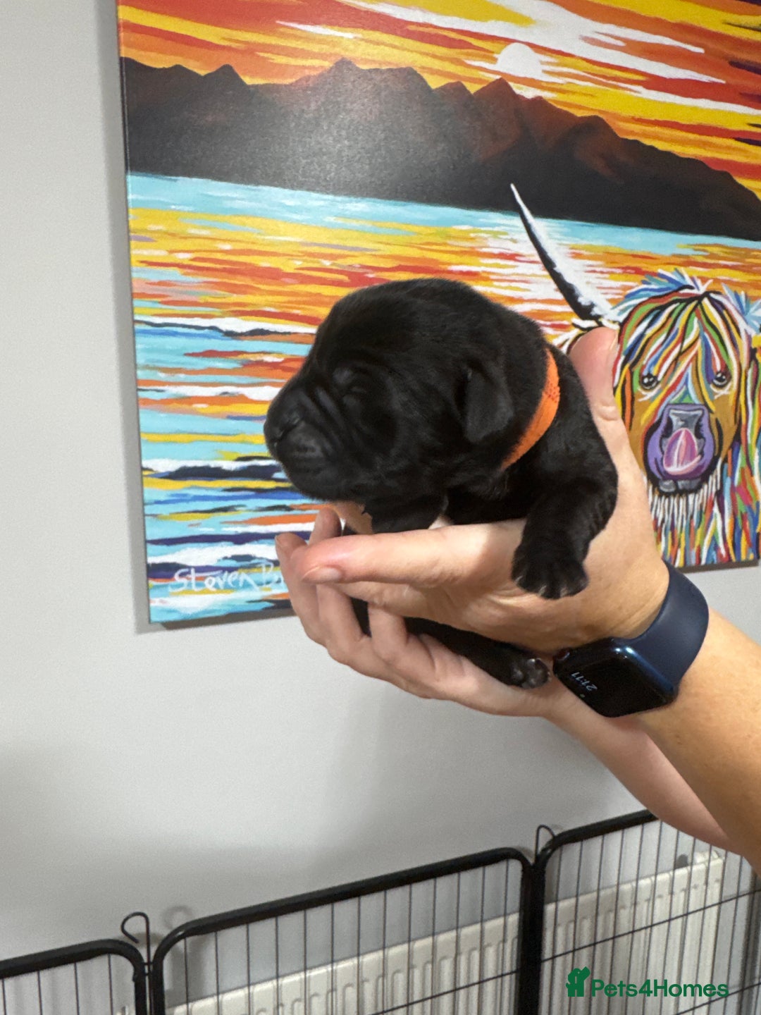 Labrador Retriever dogs for sale: Stunning litter of Labrador puppies - Image 13