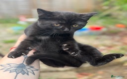 British Shorthair cats for sale: Beautiful British cat  - Image 9