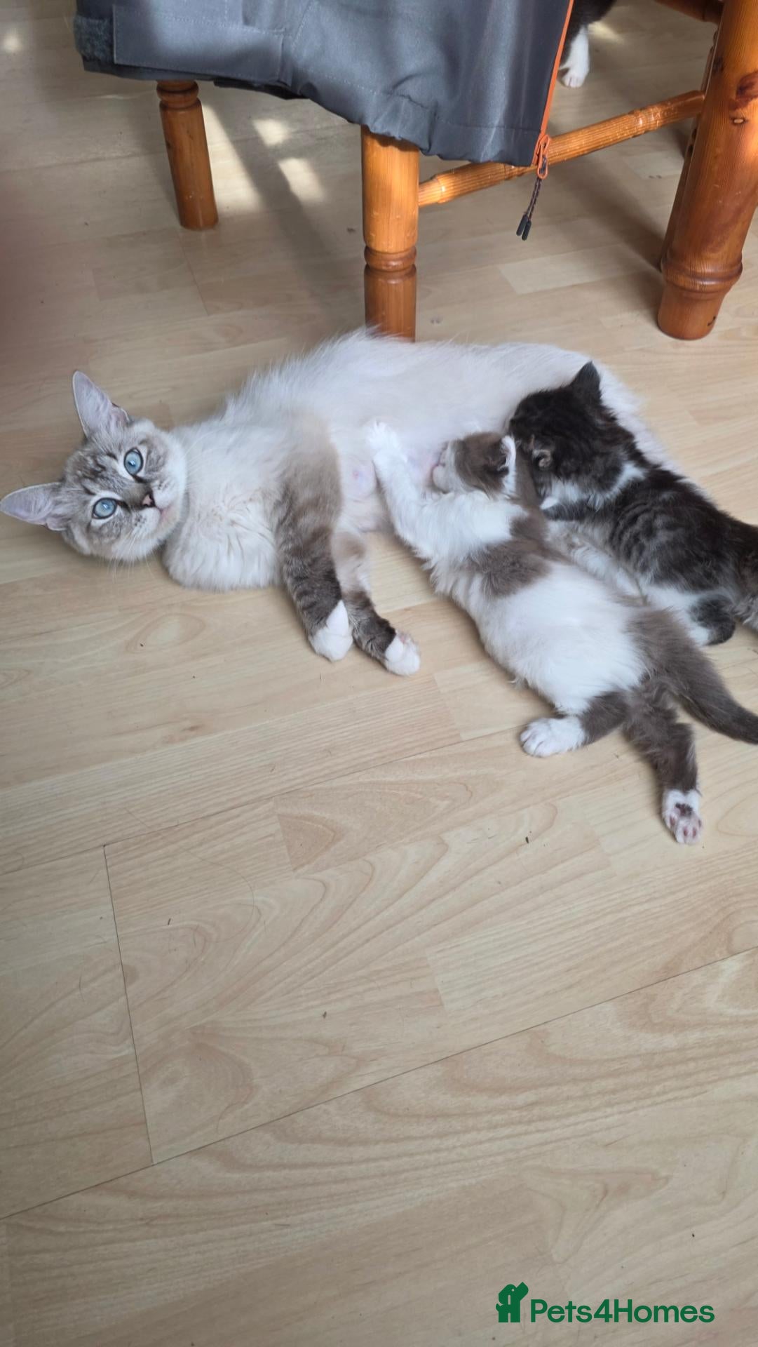 Ragdoll cats 🐱 Ragdoll Mix Kittens – Ready Soon! - Advert 1