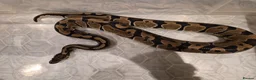Python Snake reptiles for sale: Normal royal python het special poss het dreamsicl - Advert 2