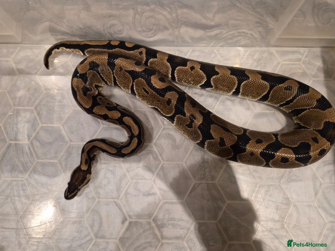 Python Snake reptiles for sale: Normal royal python het special poss het dreamsicl - Advert 2