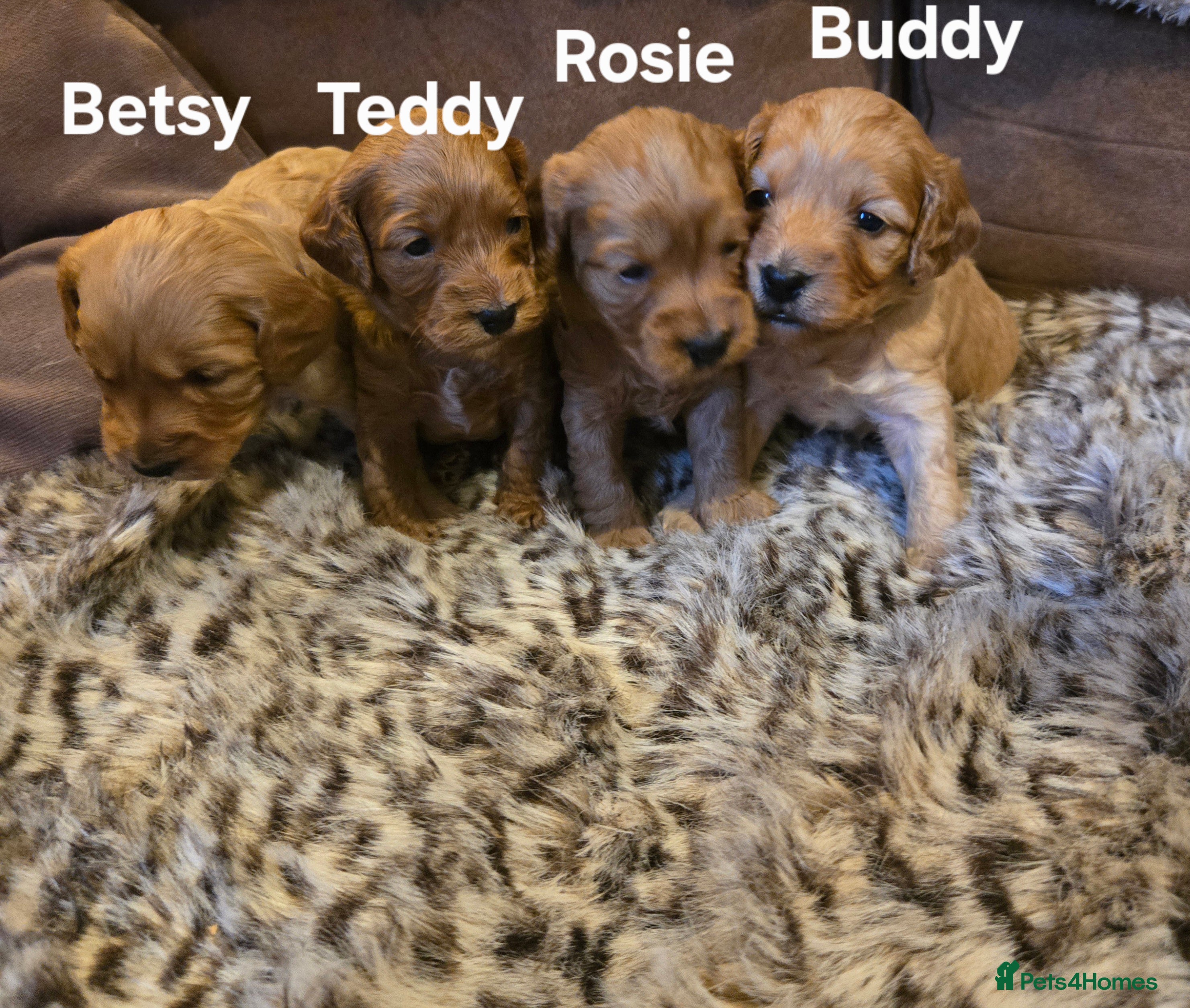 Cockapoo dogs Gorgeous show toy cockapoo puppies - Advert 1