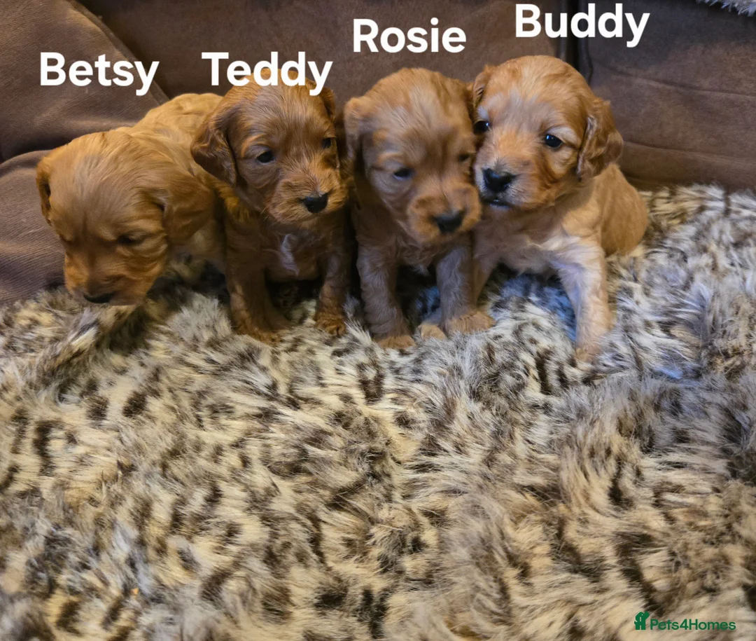 Cockapoo dogs for sale: Gorgeous show toy cockapoo puppies - Advert 1