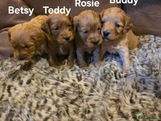 Cockapoo dogs Gorgeous show toy cockapoo puppies - Advert 1