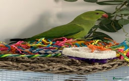 Ringnecks birds for sale: Green Indian Ringneck  - Image 1