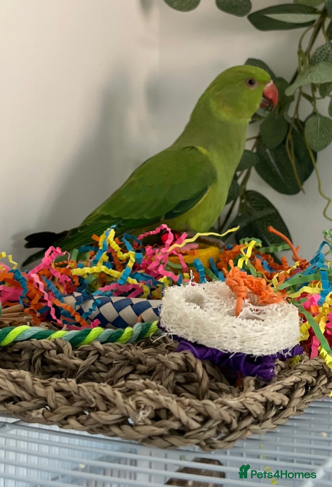 Ringnecks birds for sale: Green Indian Ringneck  - Image 1