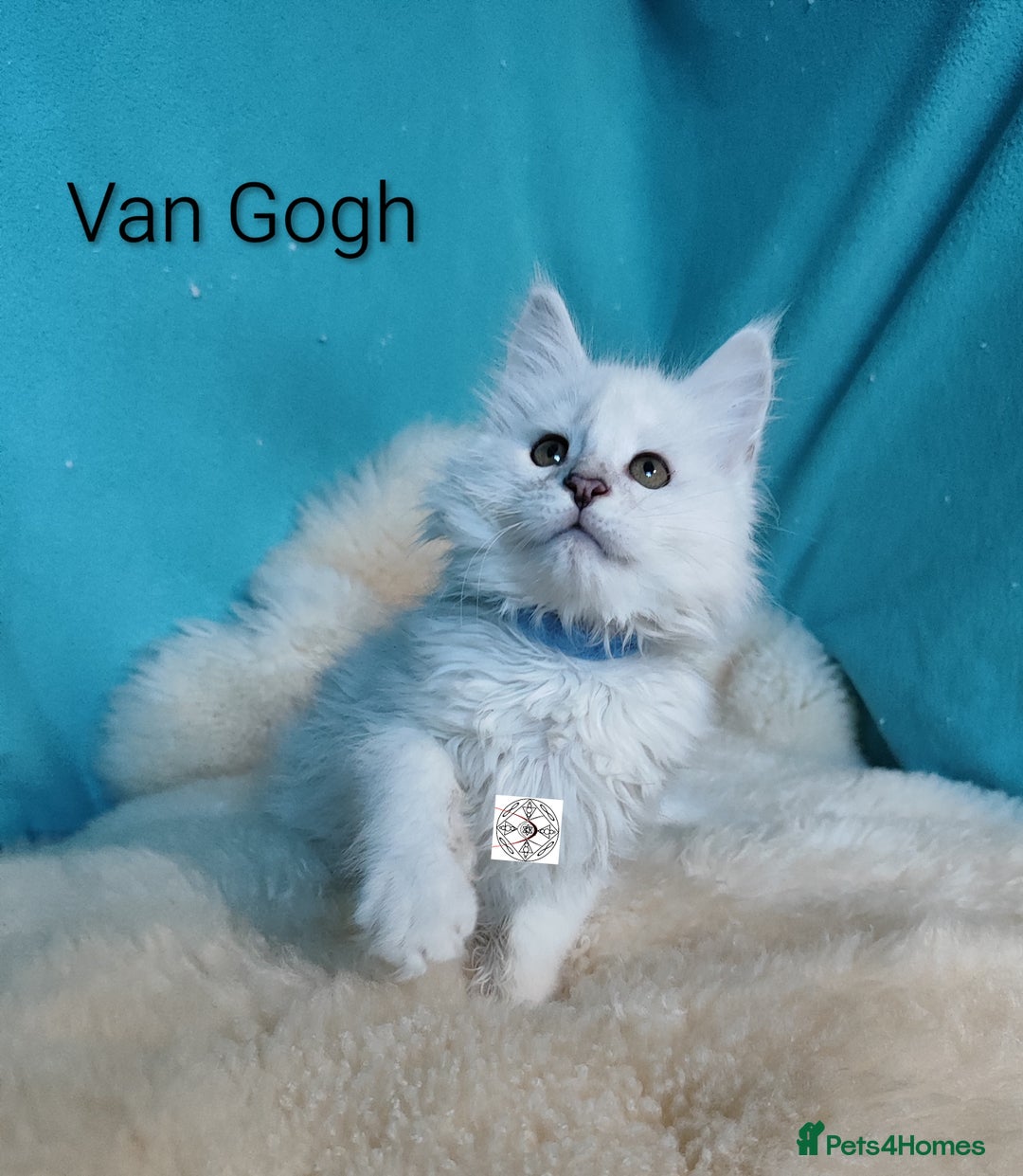 Maine Coon cats for sale: Unique maine coon kittens ❤️ - Advert 9