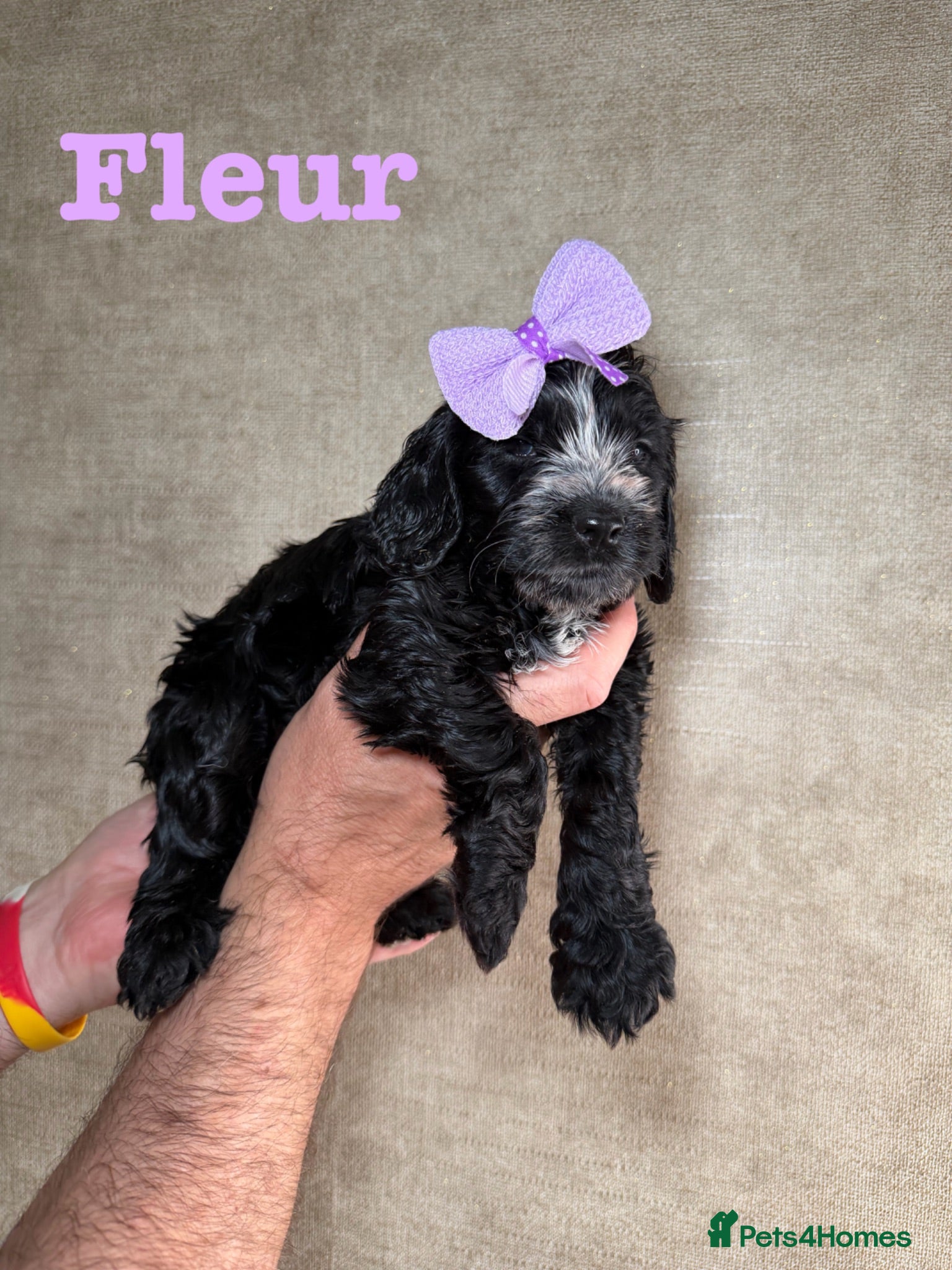 Cockapoo dogs F1B cockapoo puppies parents genetic tested  - Advert 1