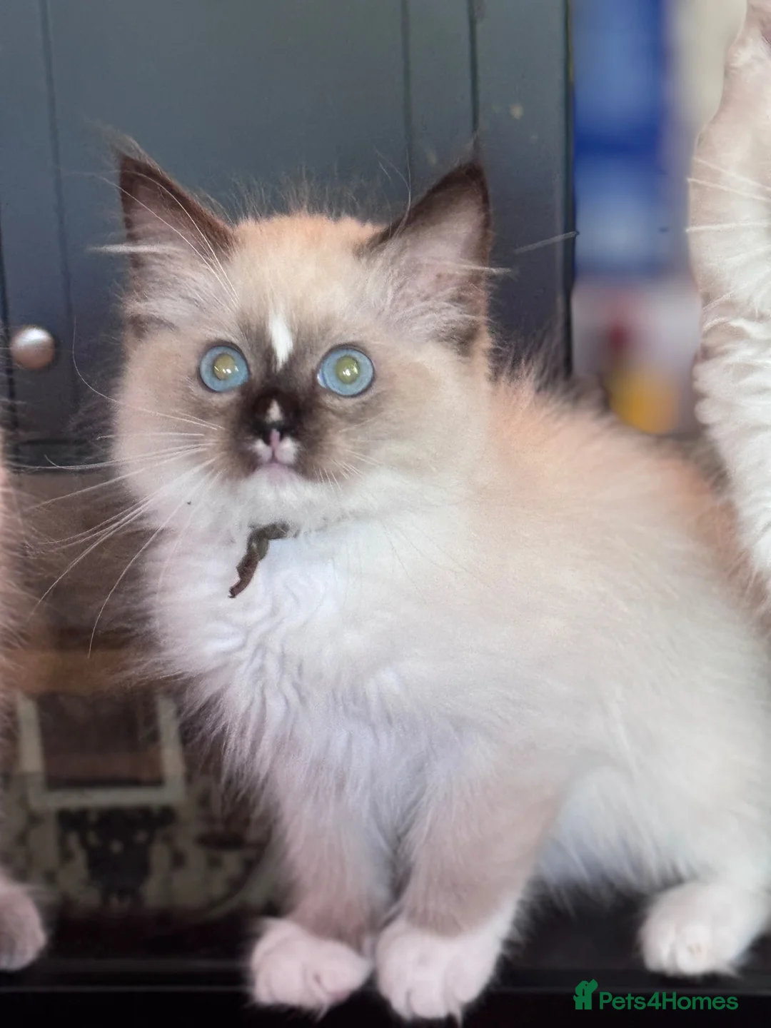 Ragdoll cats for sale: Ragkins ragdolls  and cherubims Kittens   - Advert 34