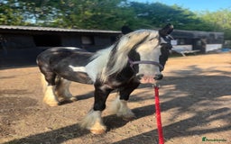 Irish Cob horses for sale: Project for sale - Image 1