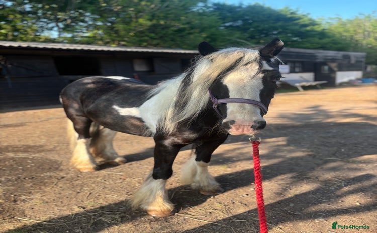 Irish Cob horses - Advert 1