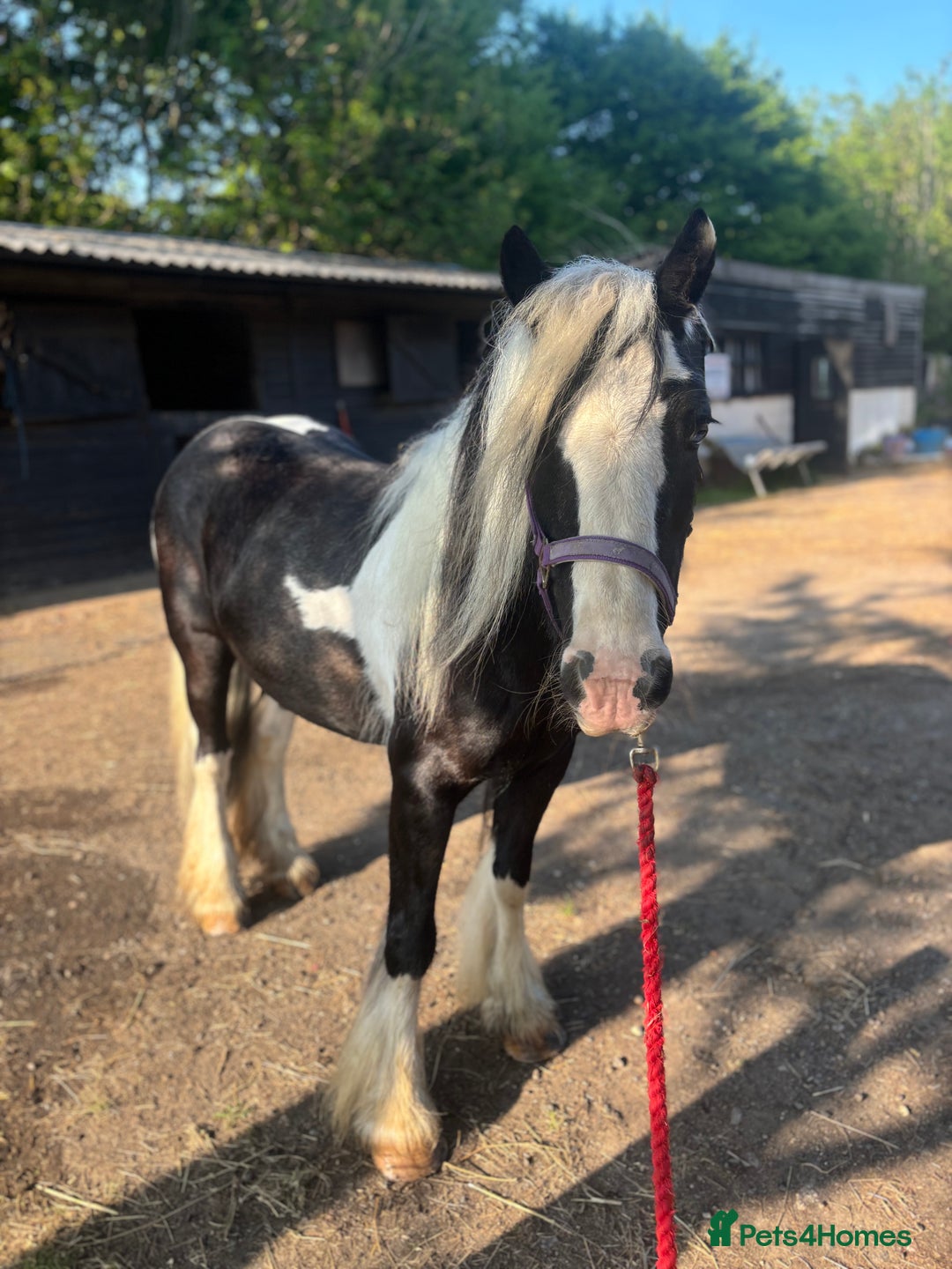 Irish Cob horses for sale: Project for sale - Image 1