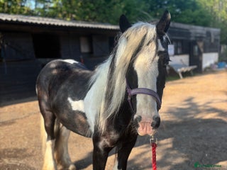 Irish Cob horses - Advert 8