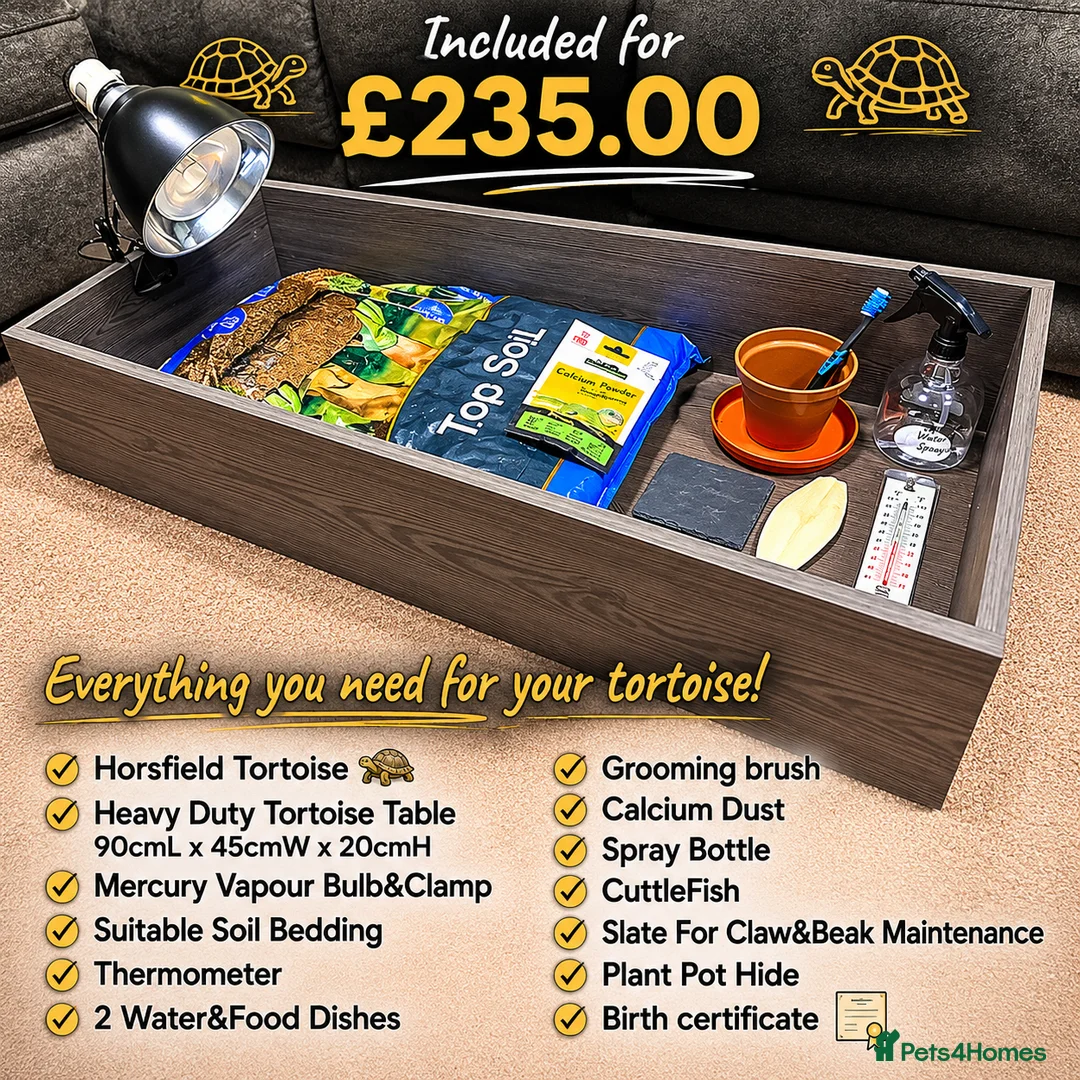 Tortoise reptiles for sale: BABY HORSFIELDS AND SET UPS READY NOW!! - Advert 2