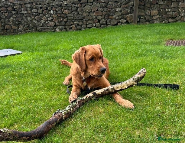 Golden Retriever dogs KC golden retriever Male puppy 12 months old  - Advert 15