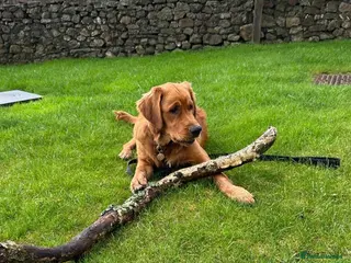 Golden Retriever dogs KC golden retriever Male puppy 12 months old - Advert 1