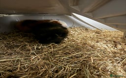 Guinea Pig rodents for sale: 2 male guinea pigs and full cage set up - Image 7