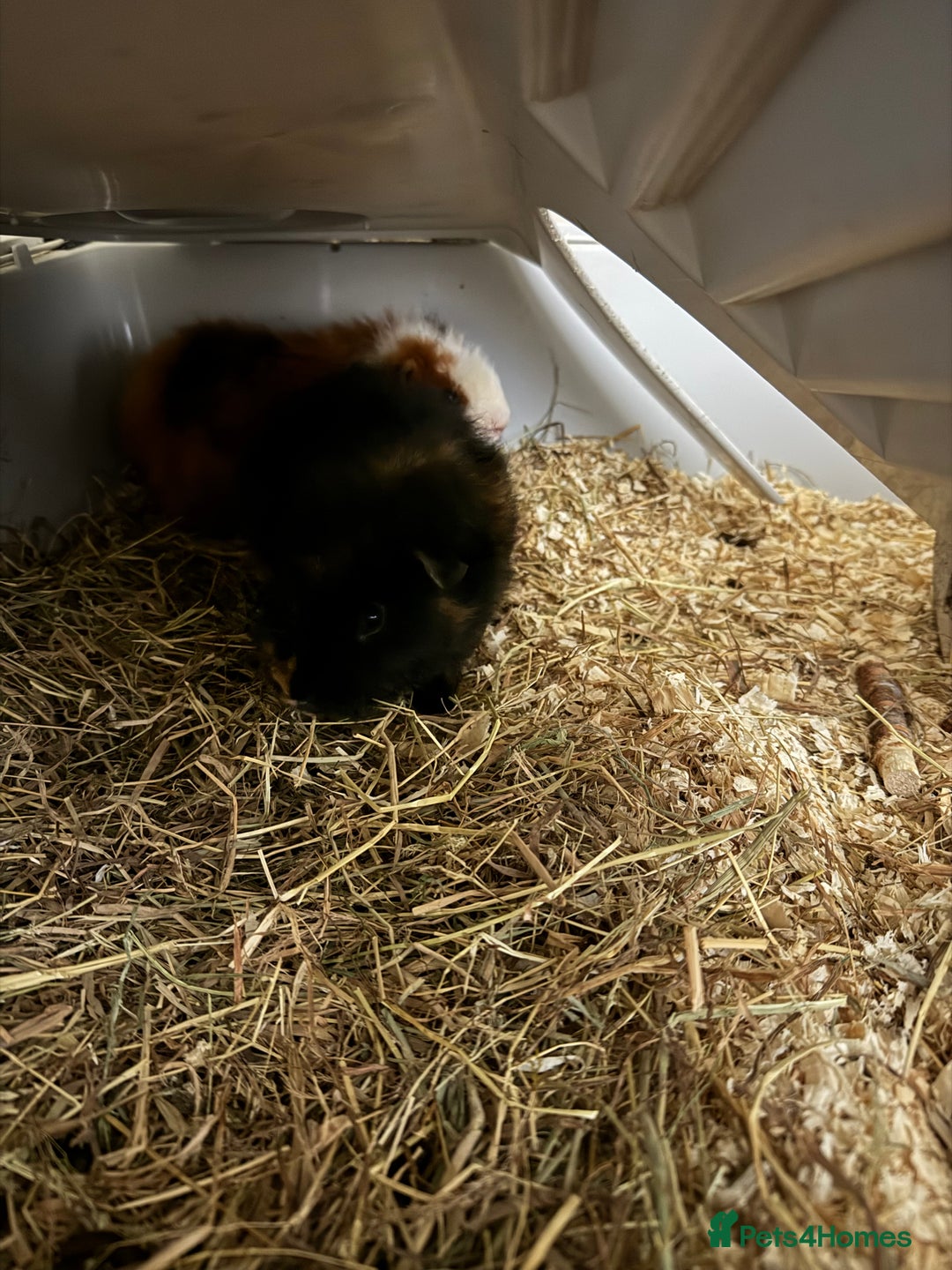 Guinea Pig rodents for sale: 2 male guinea pigs and full cage set up - Image 7