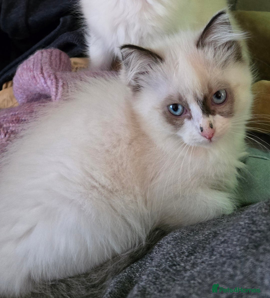 Ragdoll cats for sale:  ragdoll kittens parents gccf registered  - Image 9