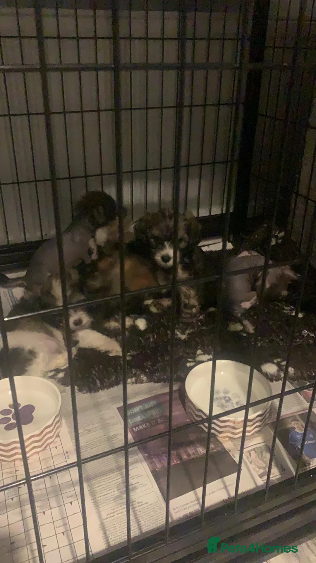 Chinese Crested dogs for stud: True hairless boy ready for stud in Sheffield - Advert 10