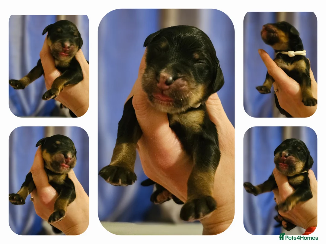 Bernedoodle dogs for sale: All currently reserved! Quality F1Bernedoodle pups - Advert 23