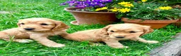 Cocker Spaniel dogs for sale: show type cocker spaniel puppy’s  - Advert 5