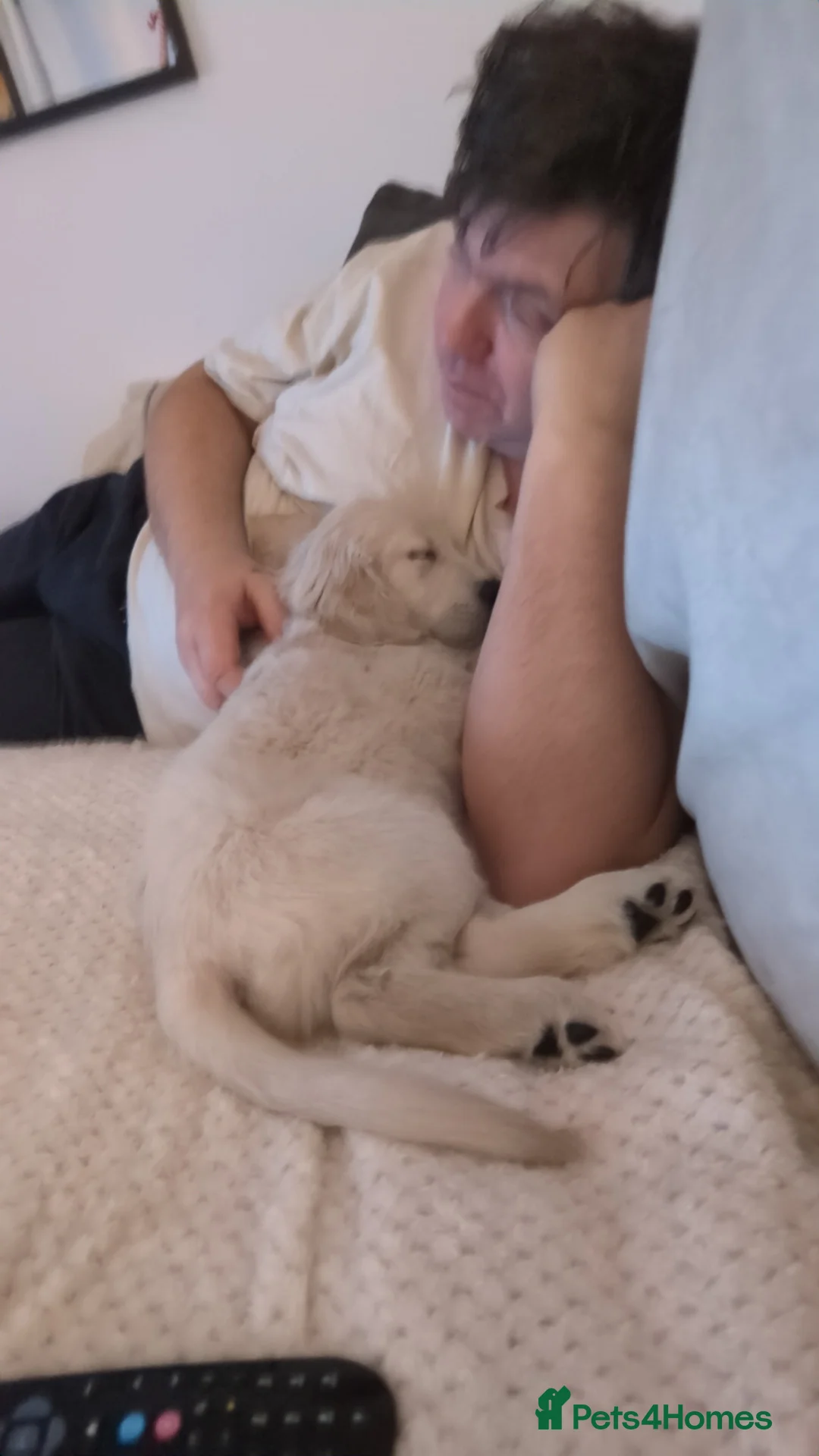 Golden Retriever dogs for sale: Golden Retriever Puppies For Sale - Advert 16