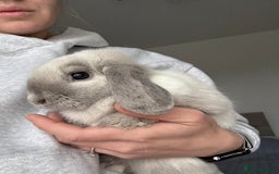 Mini Lop rabbits for sale: Beautiful Mini Lop Bunny - Image 3