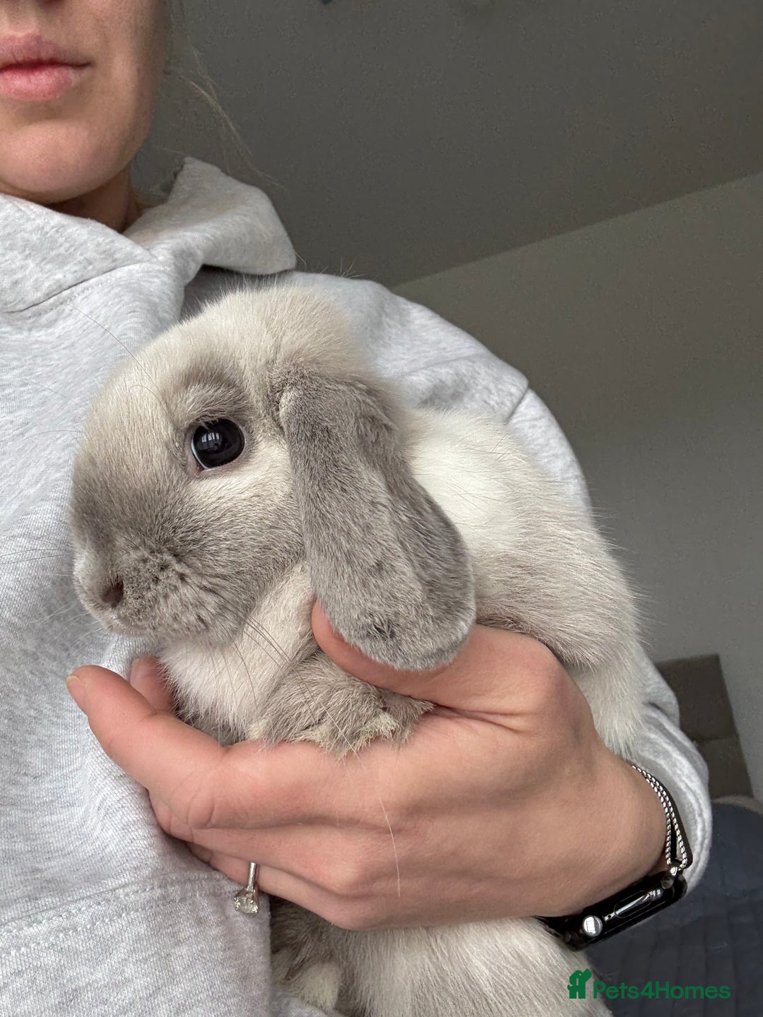 Mini Lop rabbits for sale: Beautiful Mini Lop Bunny - Image 3