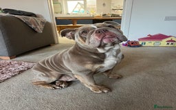 English Bulldog dogs for sale: English Bulldog - Needs new Home - Image 2
