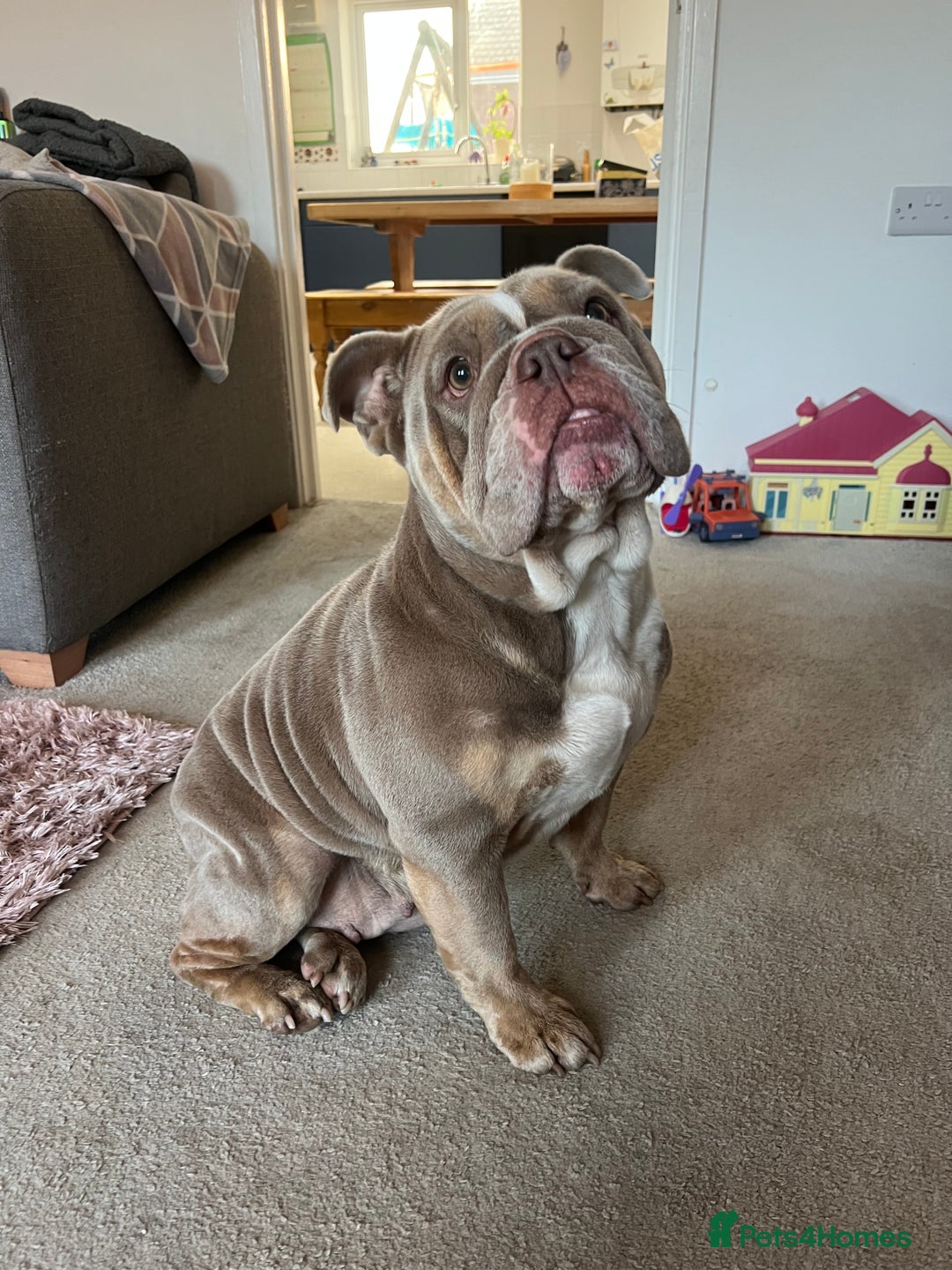 English Bulldog dogs for sale: English Bulldog - Needs new Home - Image 2
