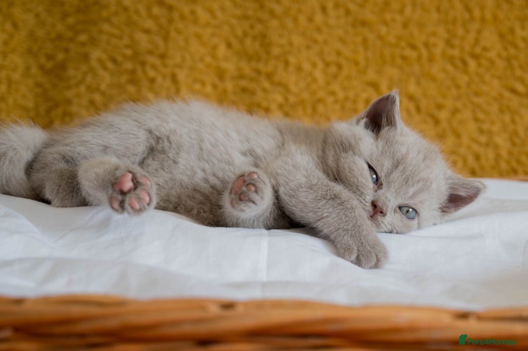 British Shorthair cats for sale: Stunning British Shorthair kittens - rare colours - Image 5