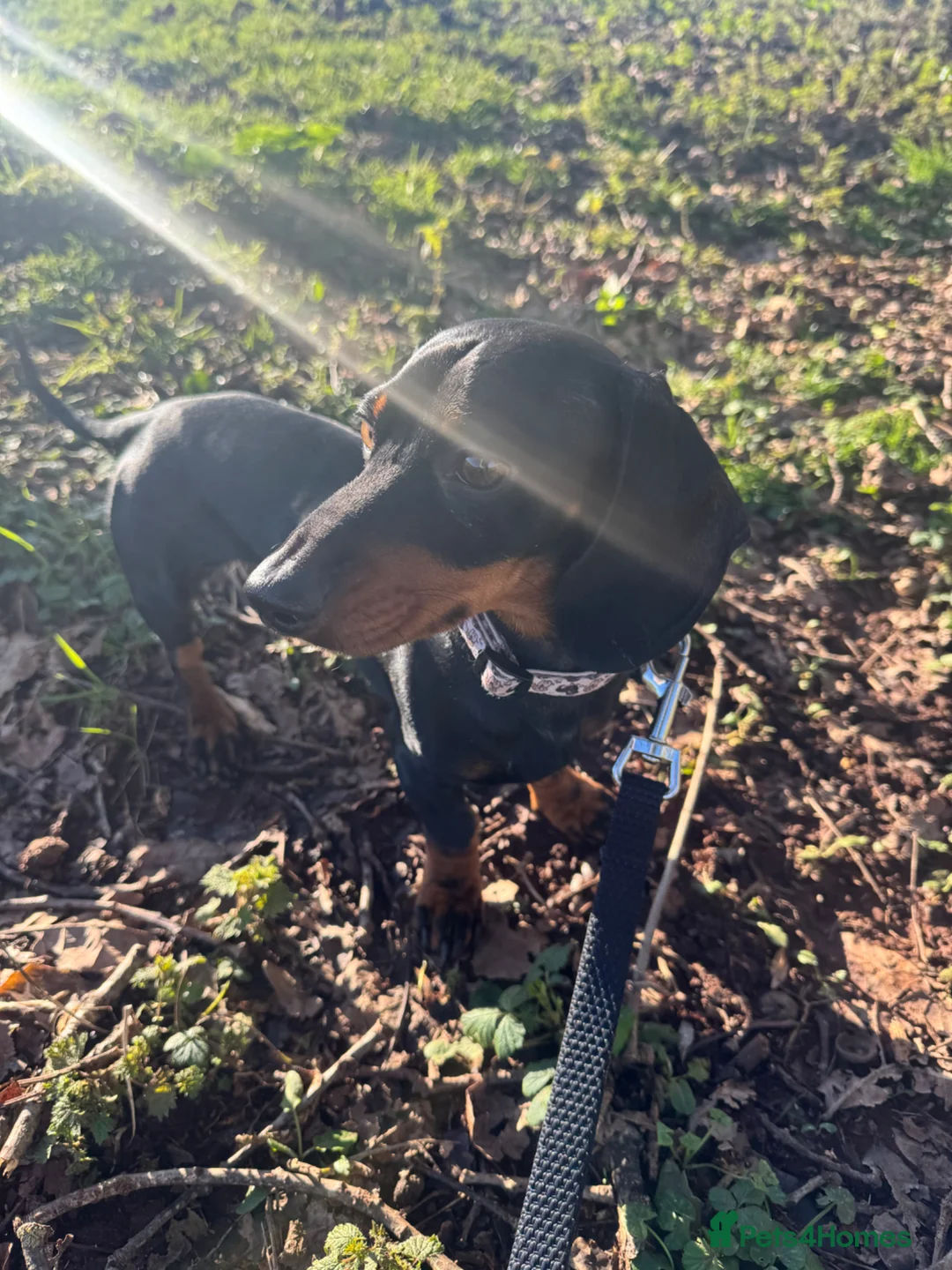 Miniature Dachshund dogs for stud: Kc Black and Tan miniature dachshund  - Advert 2